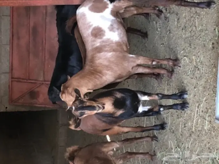 ذبيحتك الى باب بيتك  1