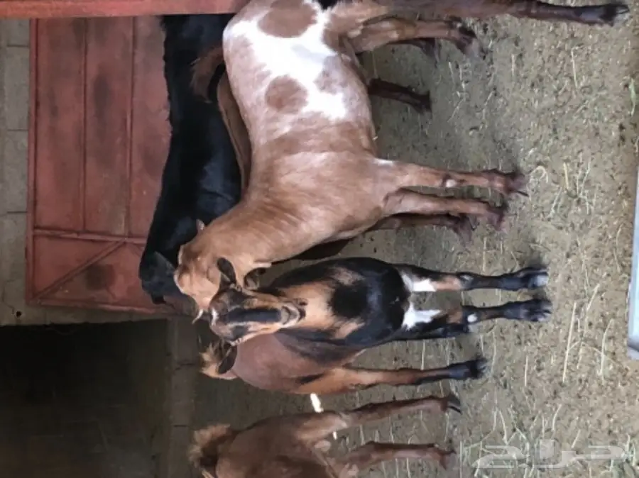 ذبيحتك الى باب بيتك  (image 1)