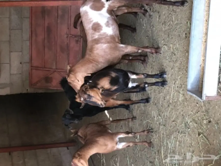 ذبيحتك الى باب بيتك  (image 2)