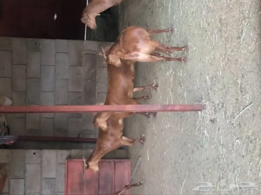 ذبيحتك الى باب بيتك  (image 4)