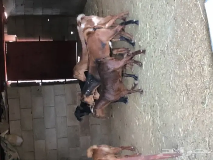 ذبيحتك الى باب بيتك  5