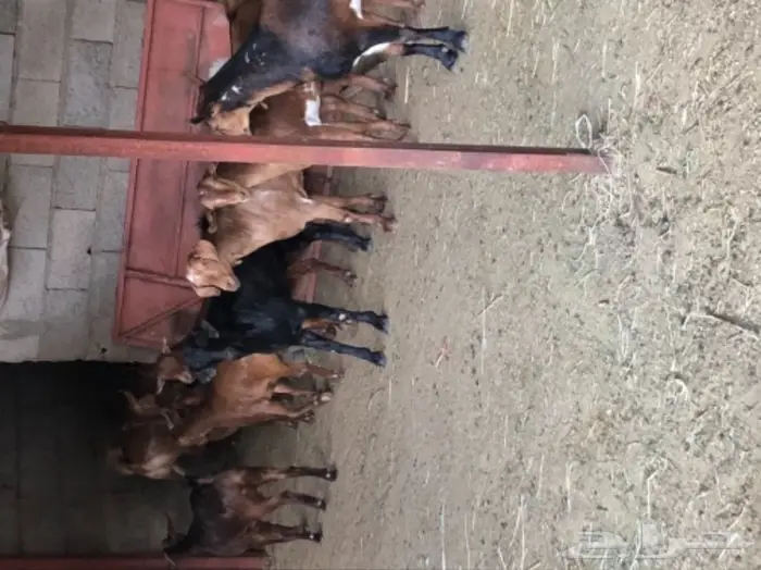 ذبيحتك الى باب بيتك  7