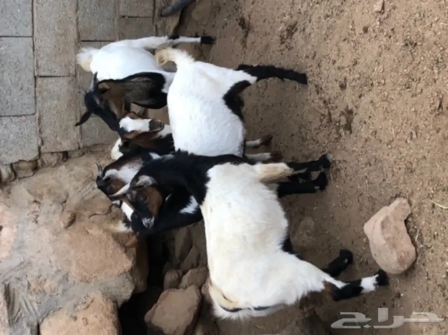 ذبيحتك الى باب بيتك  (image 9)