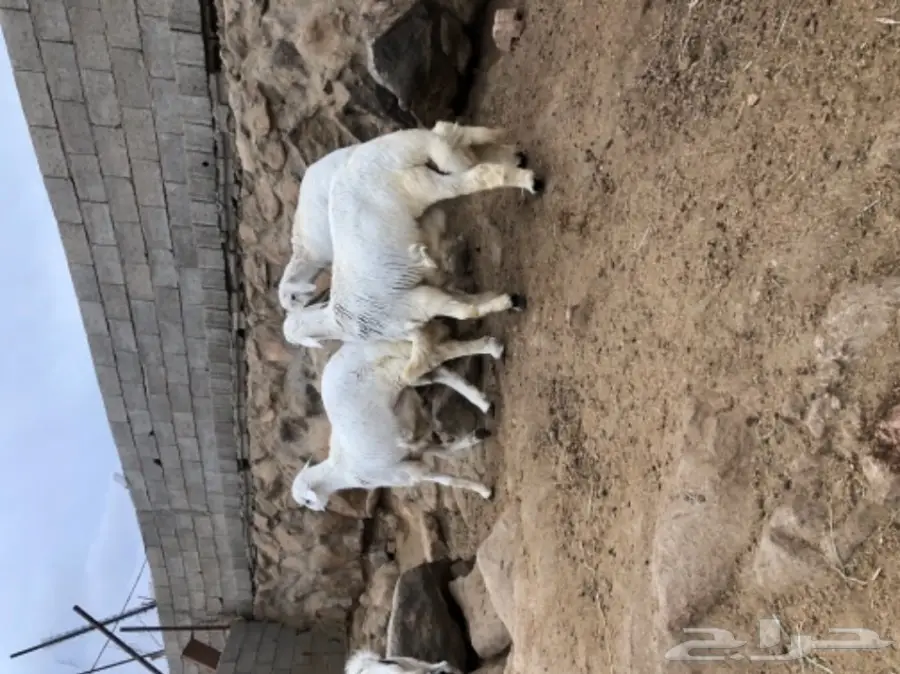 ذبيحتك الى باب بيتك  (image 10)