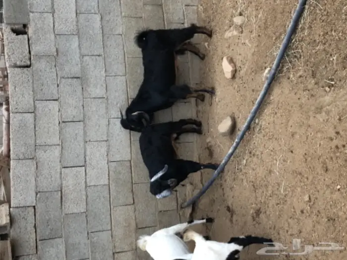 ذبيحتك الى باب بيتك  11