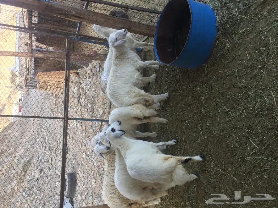 رخاال (image 2)