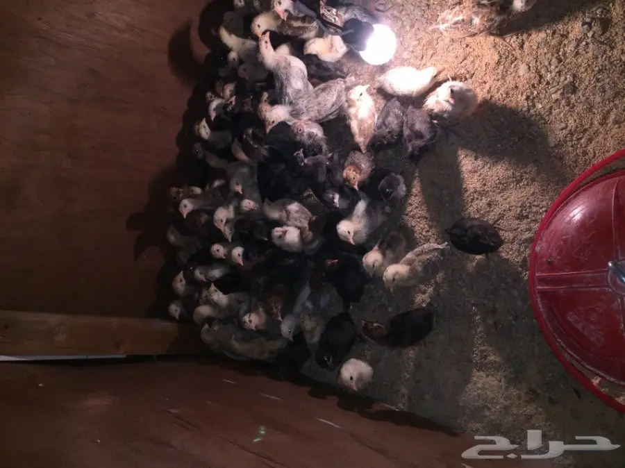 صوص بلدي  (image 3)