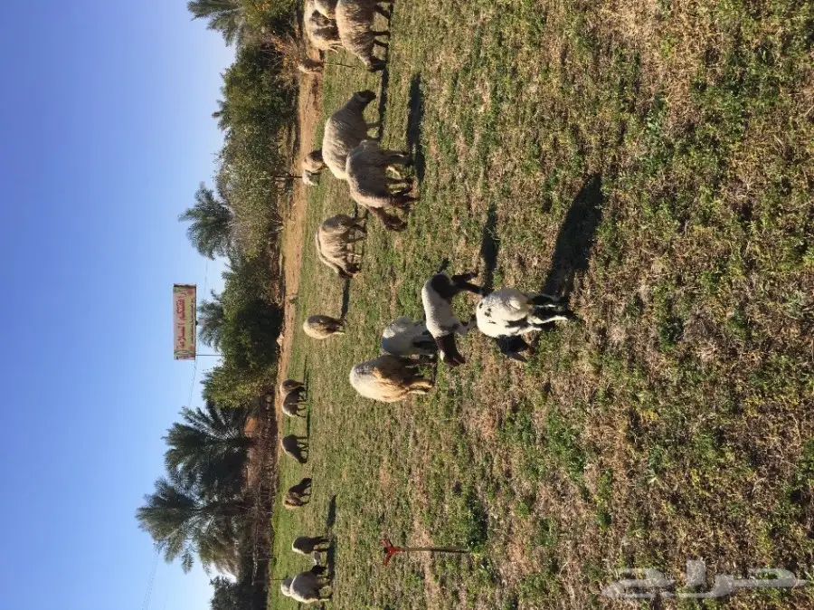 غنم نعيم  (image 1)