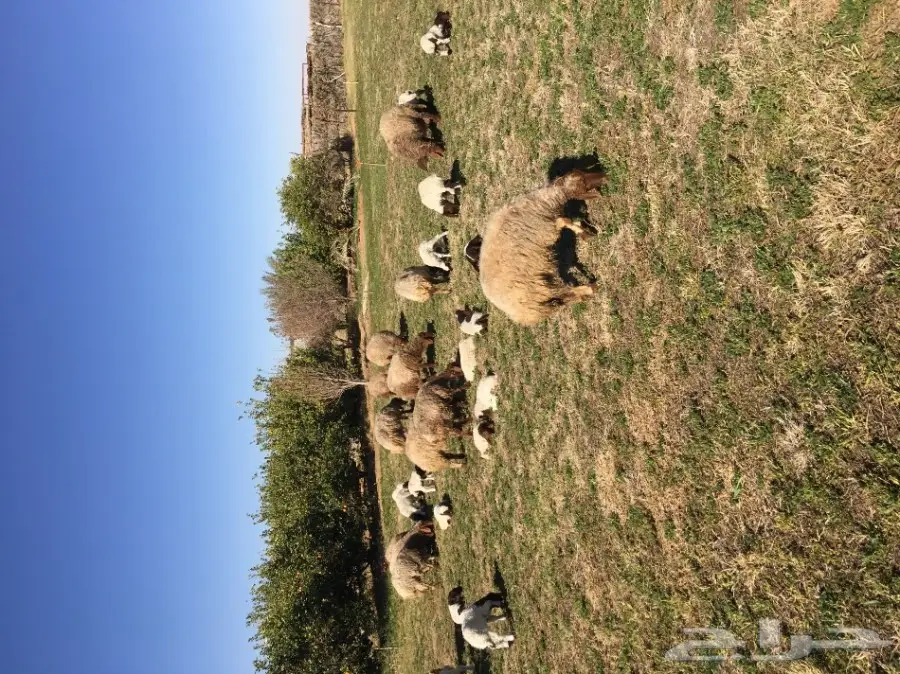 غنم نعيم  (image 2)