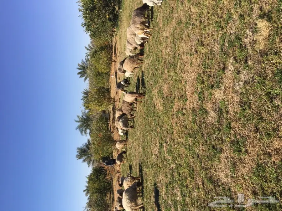 غنم نعيم  (image 3)