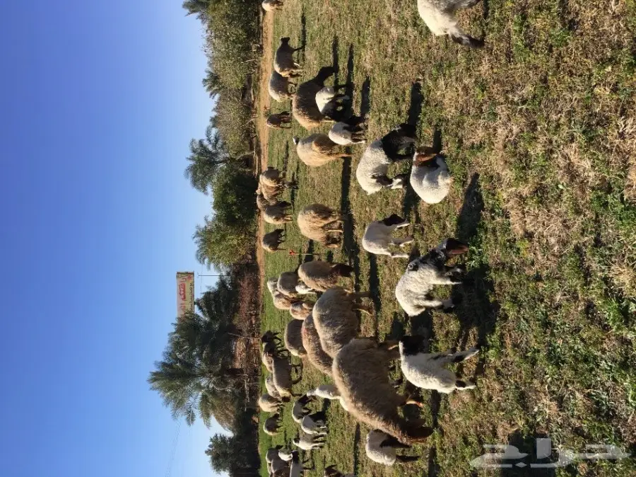 غنم نعيم  (image 4)