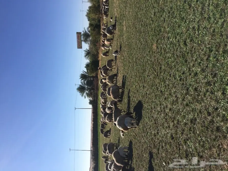 غنم نعيم  (image 5)