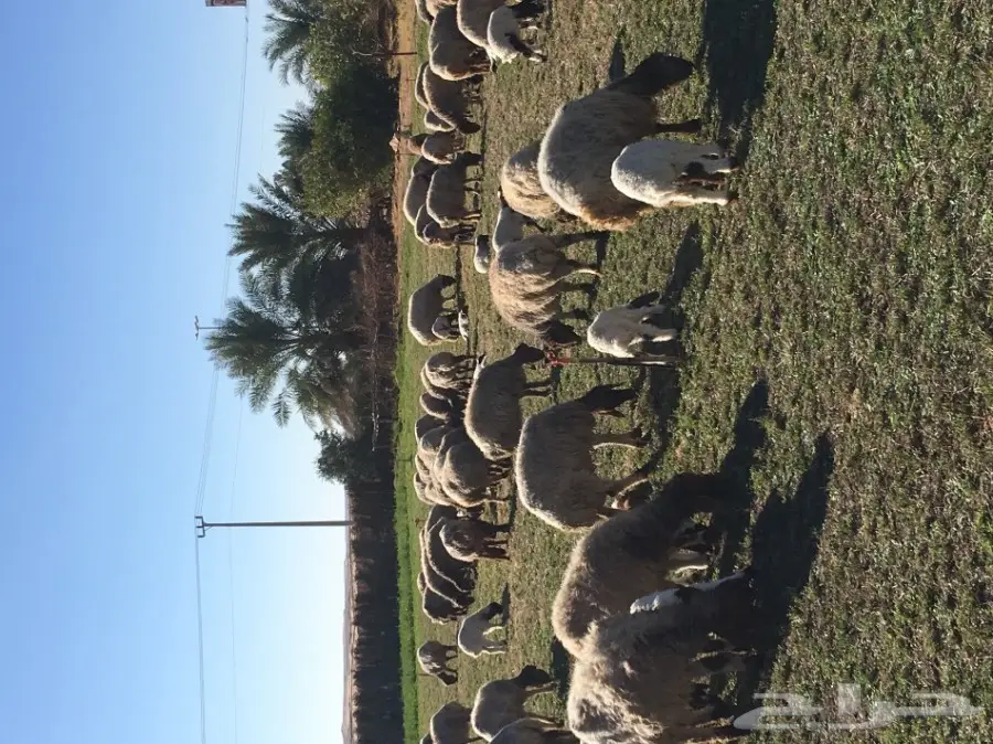 غنم نعيم  (image 6)