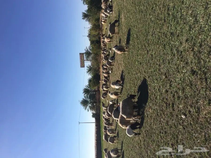 غنم نعيم  (image 7)