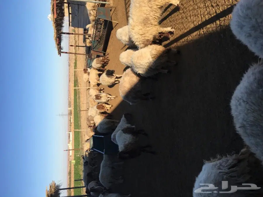 غنم نعيم  (image 8)