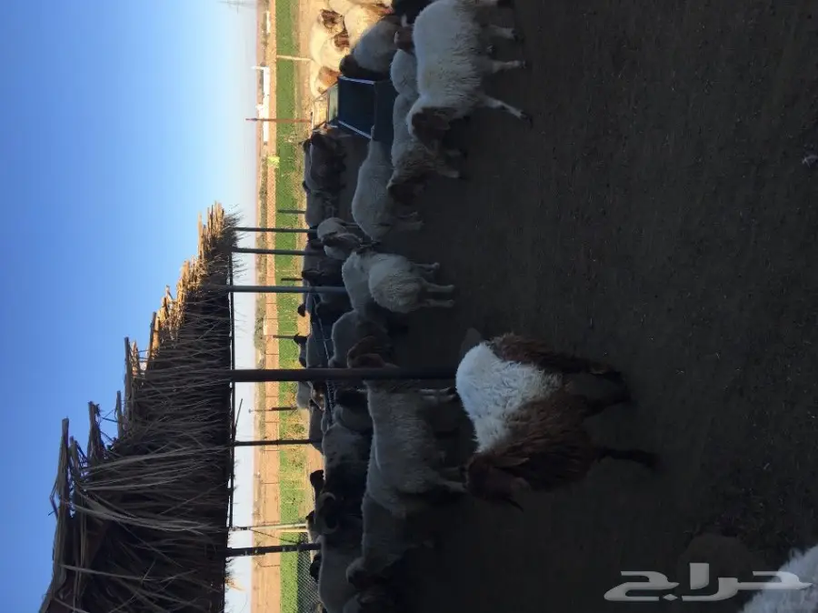 غنم نعيم  (image 9)