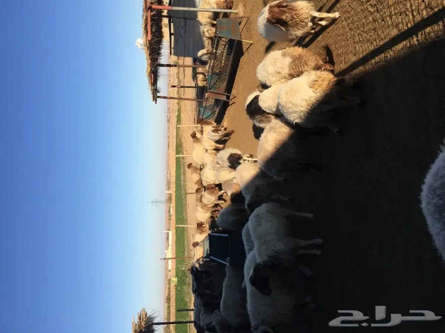 غنم نعيم  (image 10)