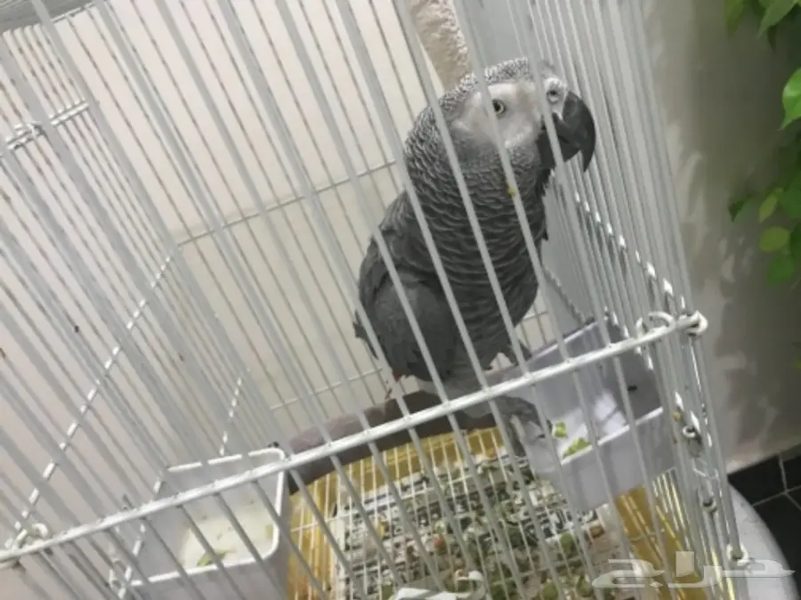 بغبغان للبيع كاسكو