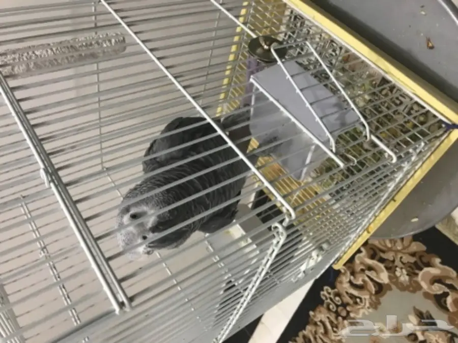 بغبغان للبيع كاسكو (image 1)