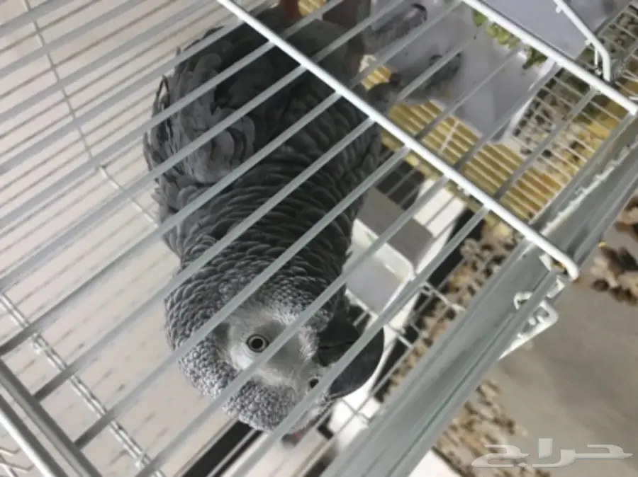 بغبغان للبيع كاسكو (image 2)