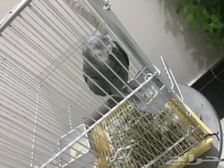 بغبغان للبيع كاسكو (image 3)