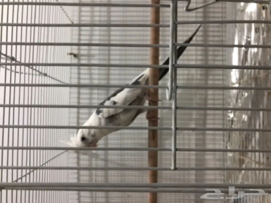 زوج كروان هولندي منتج