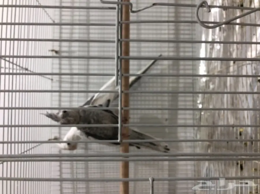 زوج كروان هولندي منتج (image 1)