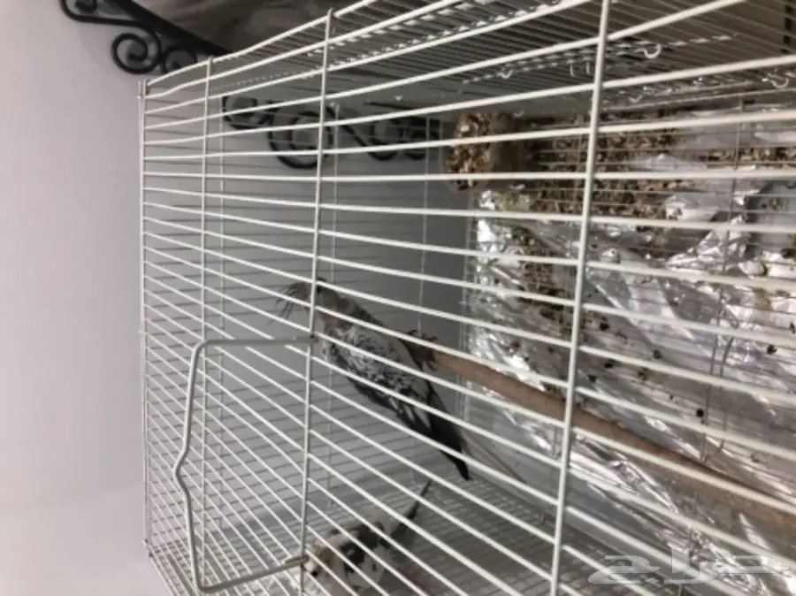 زوج كروان هولندي منتج (image 2)