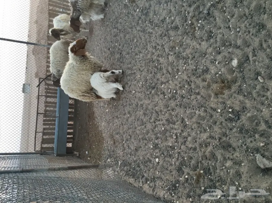 غنم مطافيل طيبه