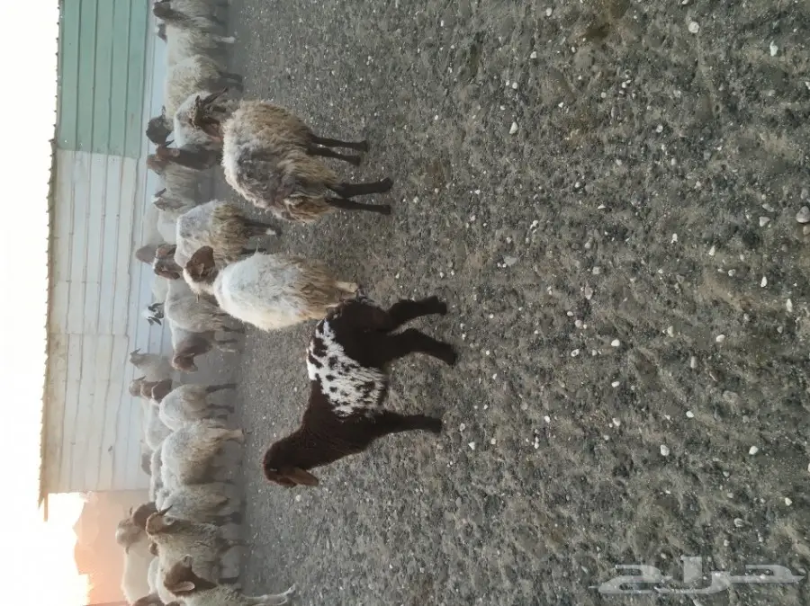 غنم مطافيل طيبه (image 1)