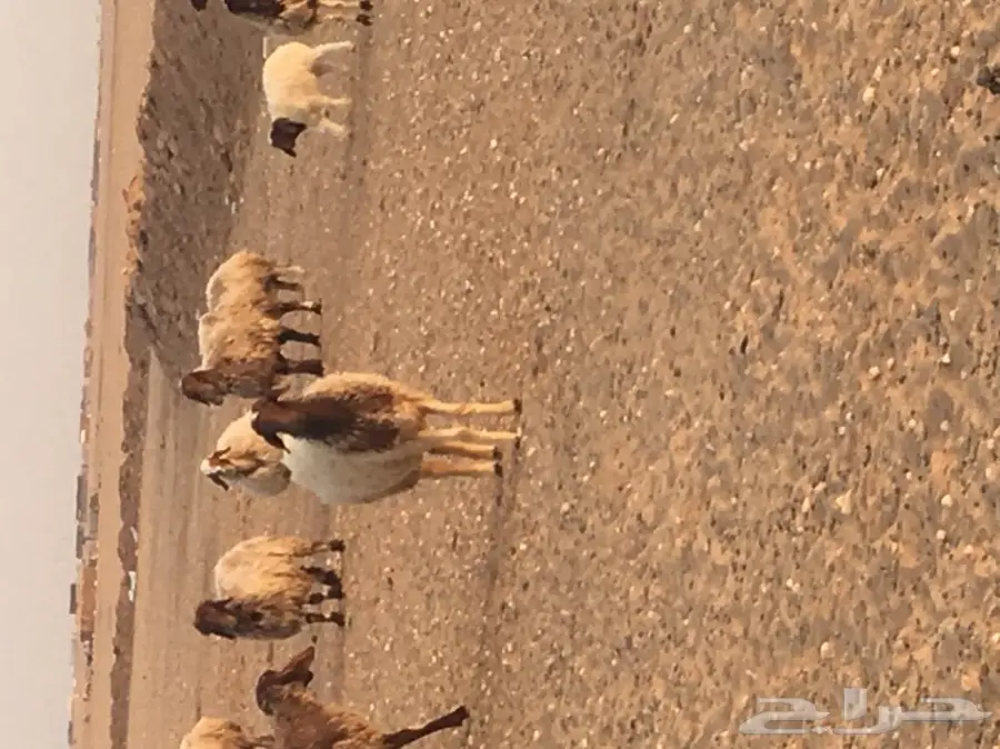 غنم مطافيل طيبه (image 3)