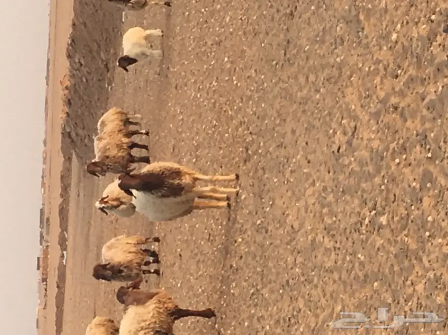 غنم مطافيل طيبه (image 4)