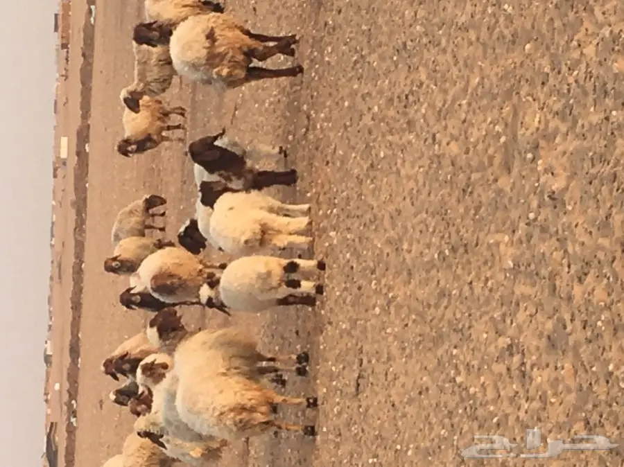 غنم مطافيل طيبه (image 5)