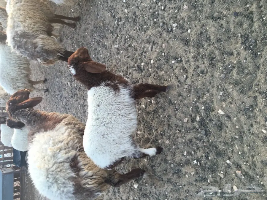 غنم مطافيل طيبه (image 6)