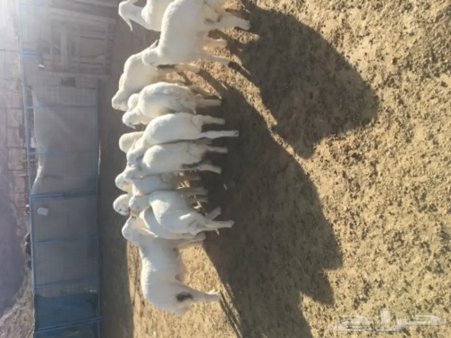 طليان ورخال