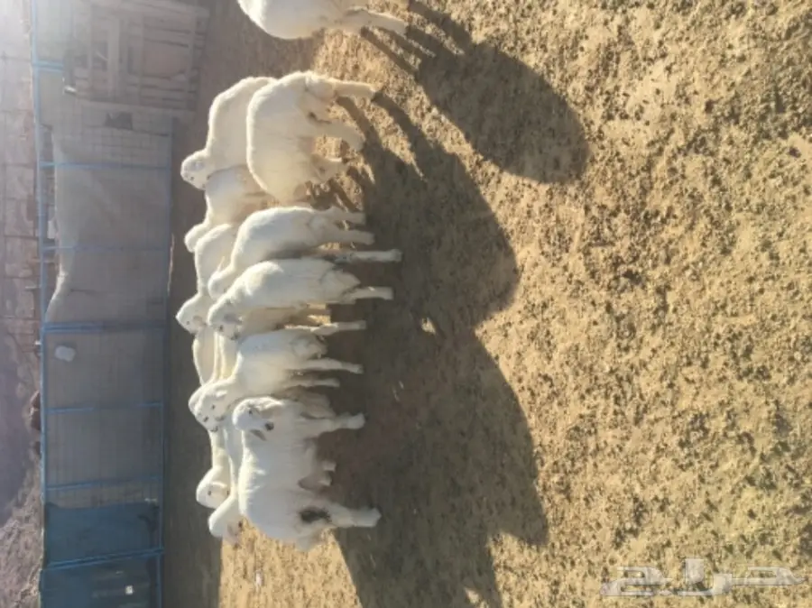 طليان ورخال (image 2)