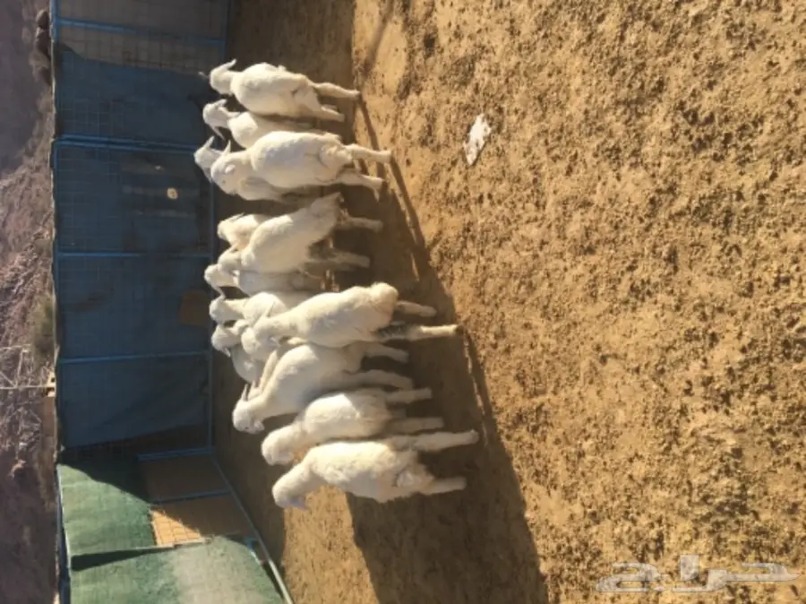 طليان ورخال (image 3)