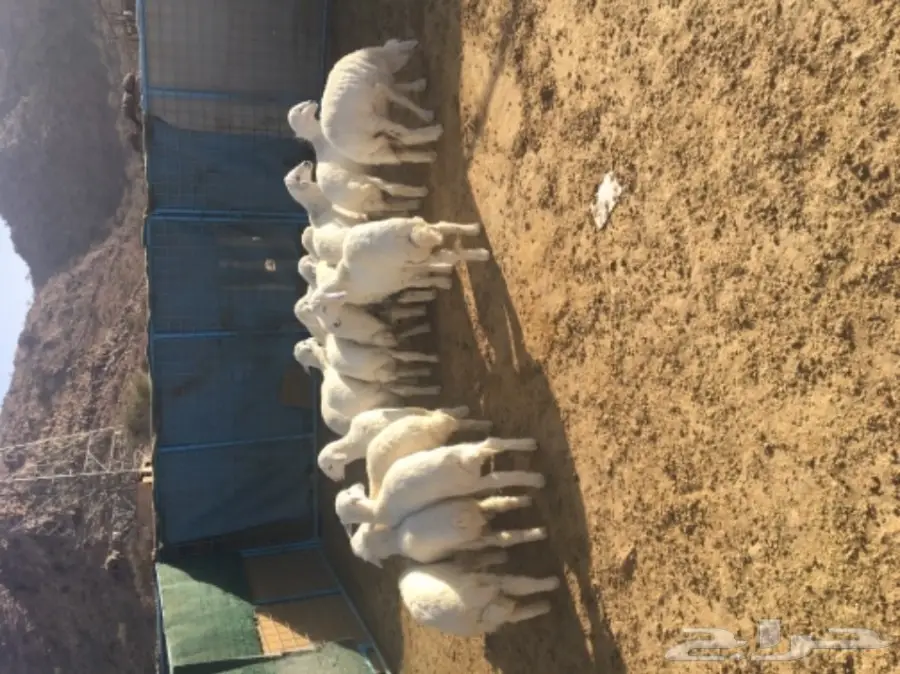 طليان ورخال (image 4)