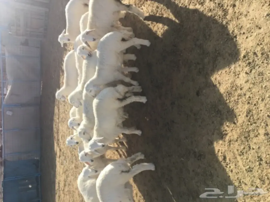 طليان ورخال (image 5)