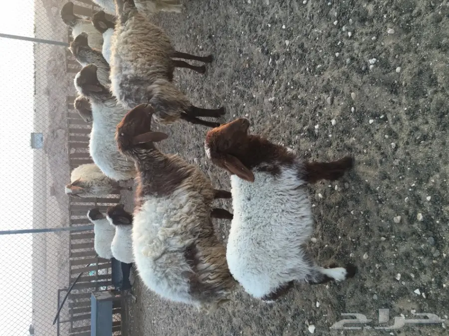 غنم مطافيل طيبه (image 7)