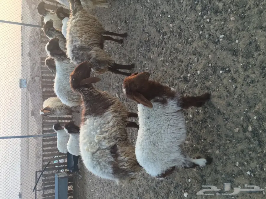 غنم مطافيل طيبه (image 8)