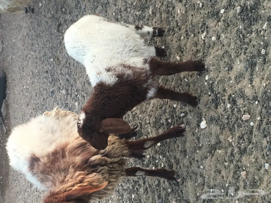 غنم مطافيل طيبه (image 10)