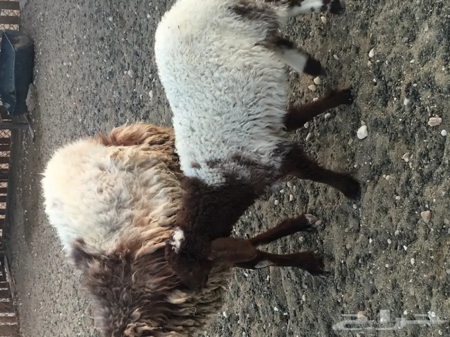 غنم مطافيل طيبه (image 11)