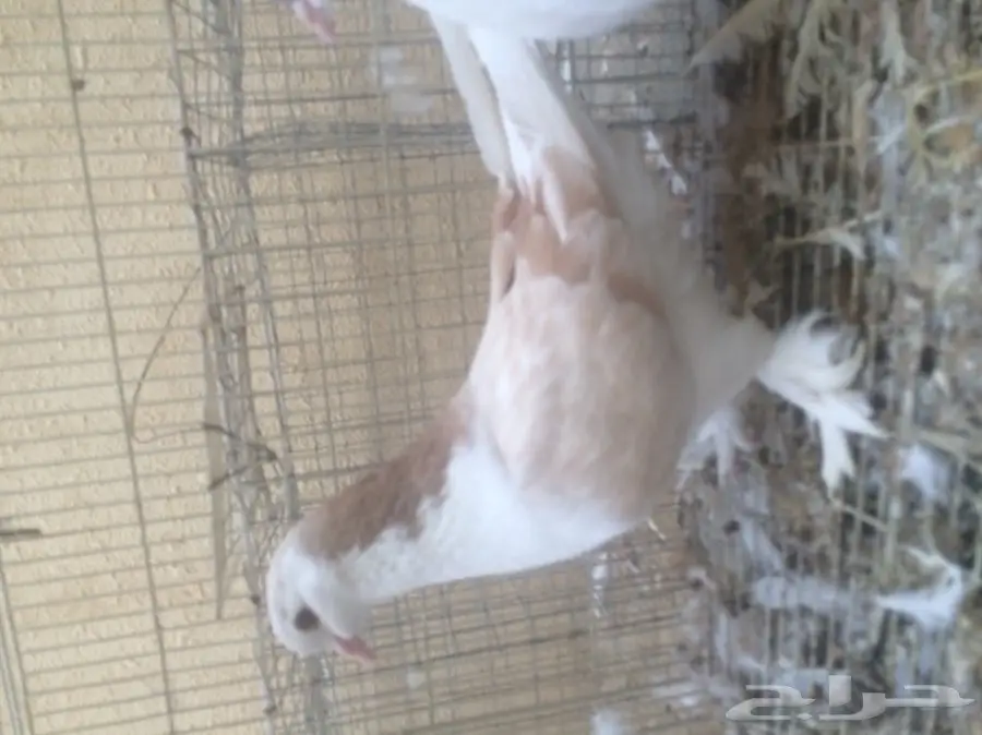 جوز شيرازي كريمي - شباب و مميز! (image 2)