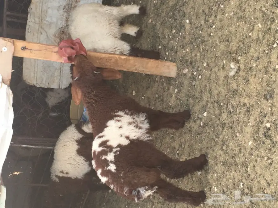 غنم مطافيل طيبه (image 12)