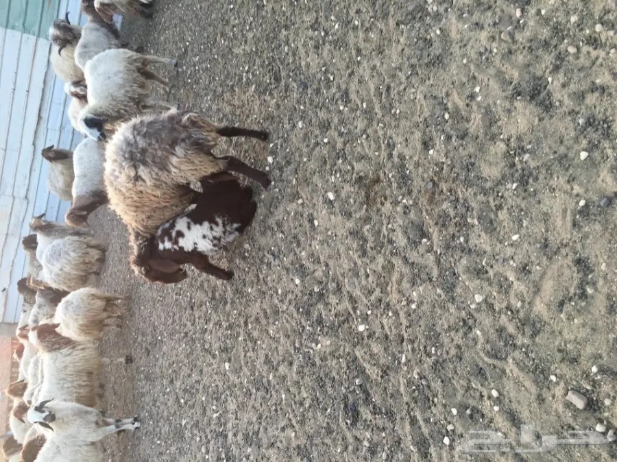 غنم مطافيل طيبه (image 13)