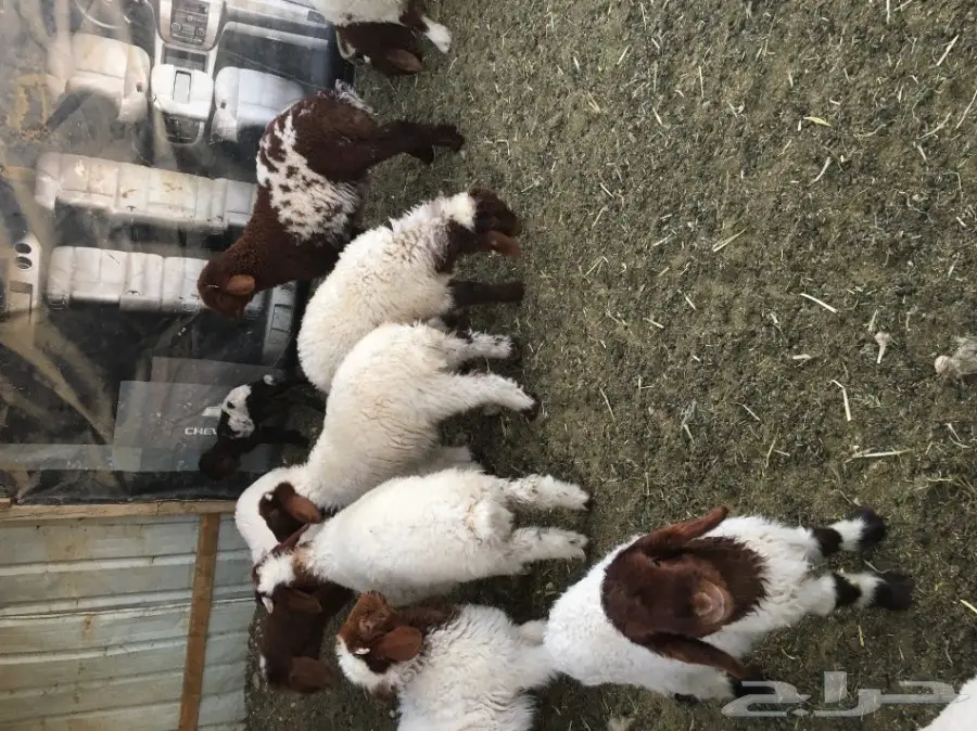 غنم مطافيل طيبه (image 14)