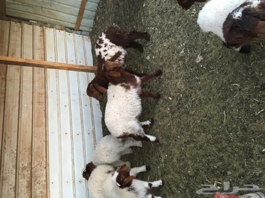 غنم مطافيل طيبه (image 15)