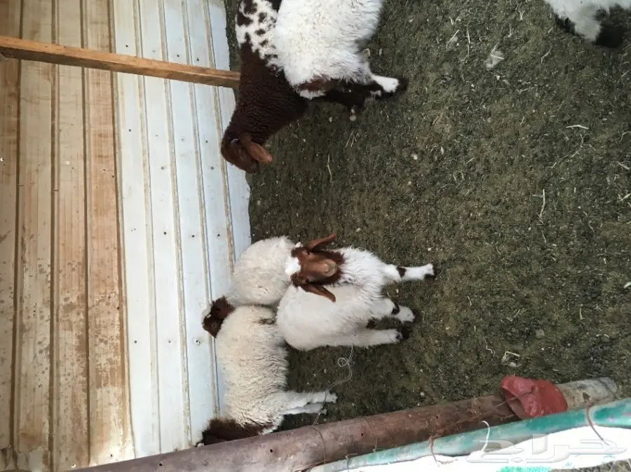 غنم مطافيل طيبه (image 16)