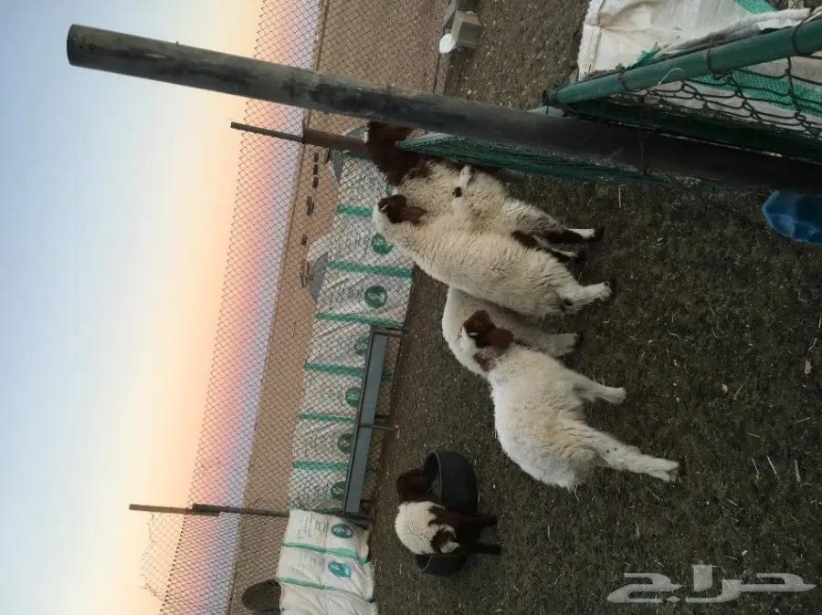 غنم مطافيل طيبه (image 17)